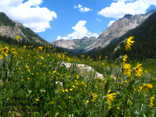 Flowers&Peaks1CM